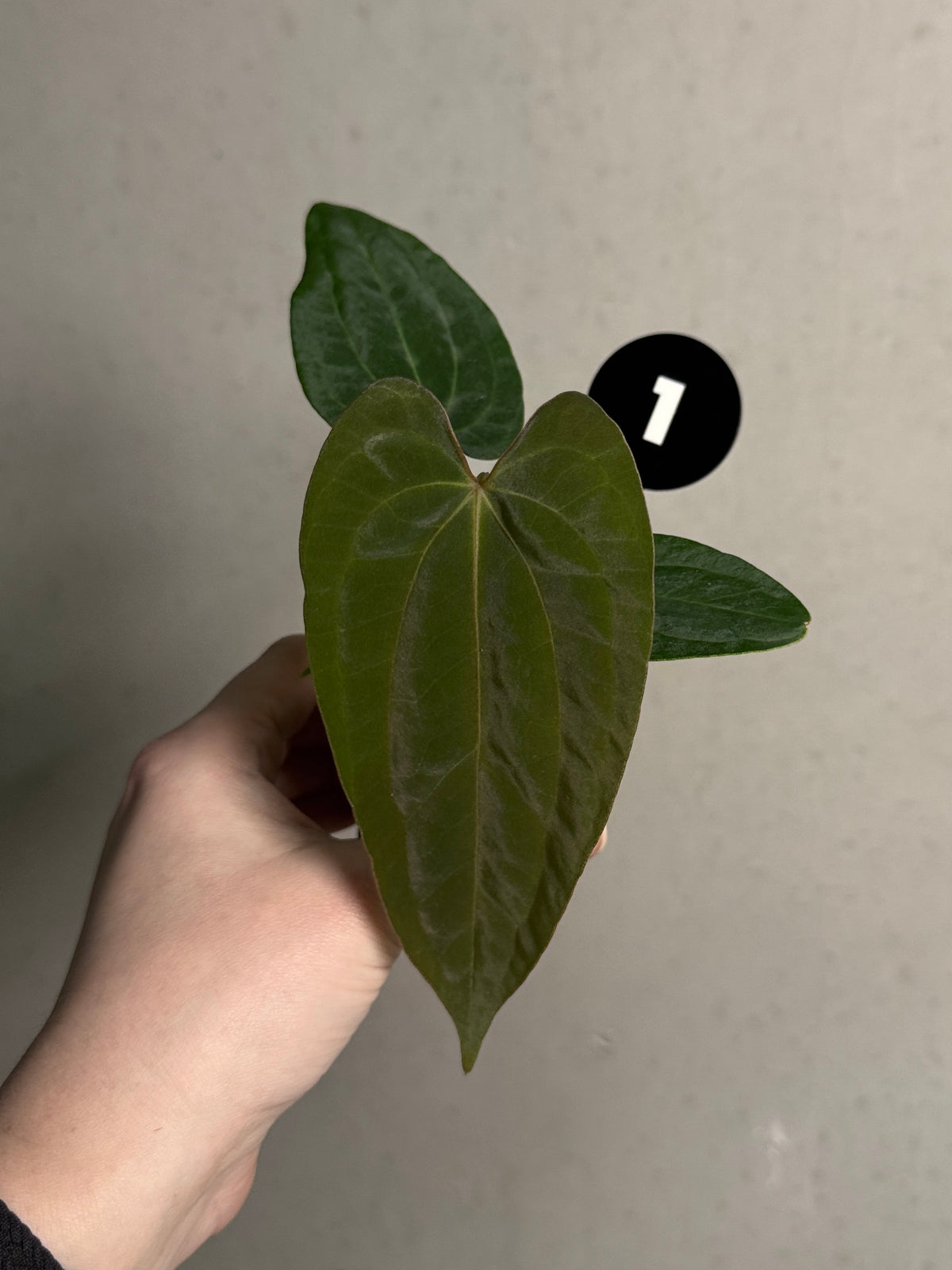 SMUKHI Anthurium Fort Sherman S1 x BVEP plant with round leaves and RA1 hybrid features