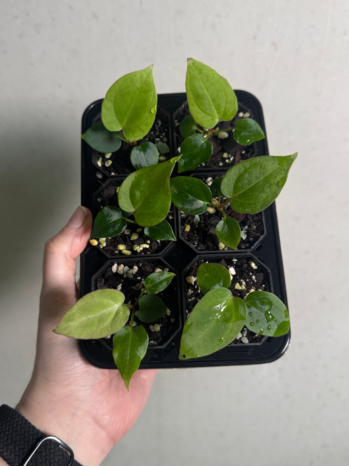 Anthurium 'Widowmaker' x Crystallinum 'Chocolate' plant by Crystallinaminum with dark, velvety leaves