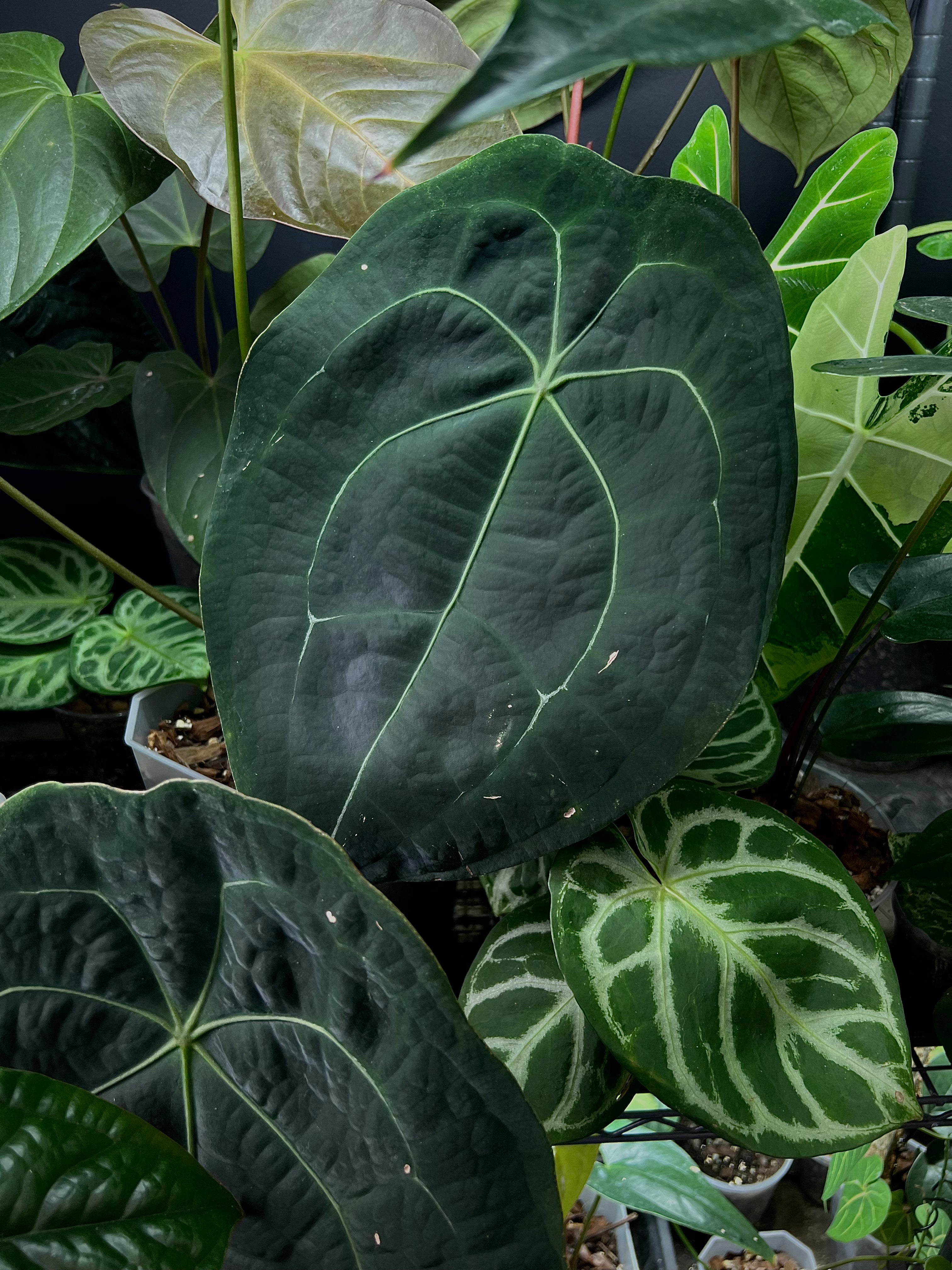NFS: Anthurium Forgetii Dark Form #1 - SMUKHI
