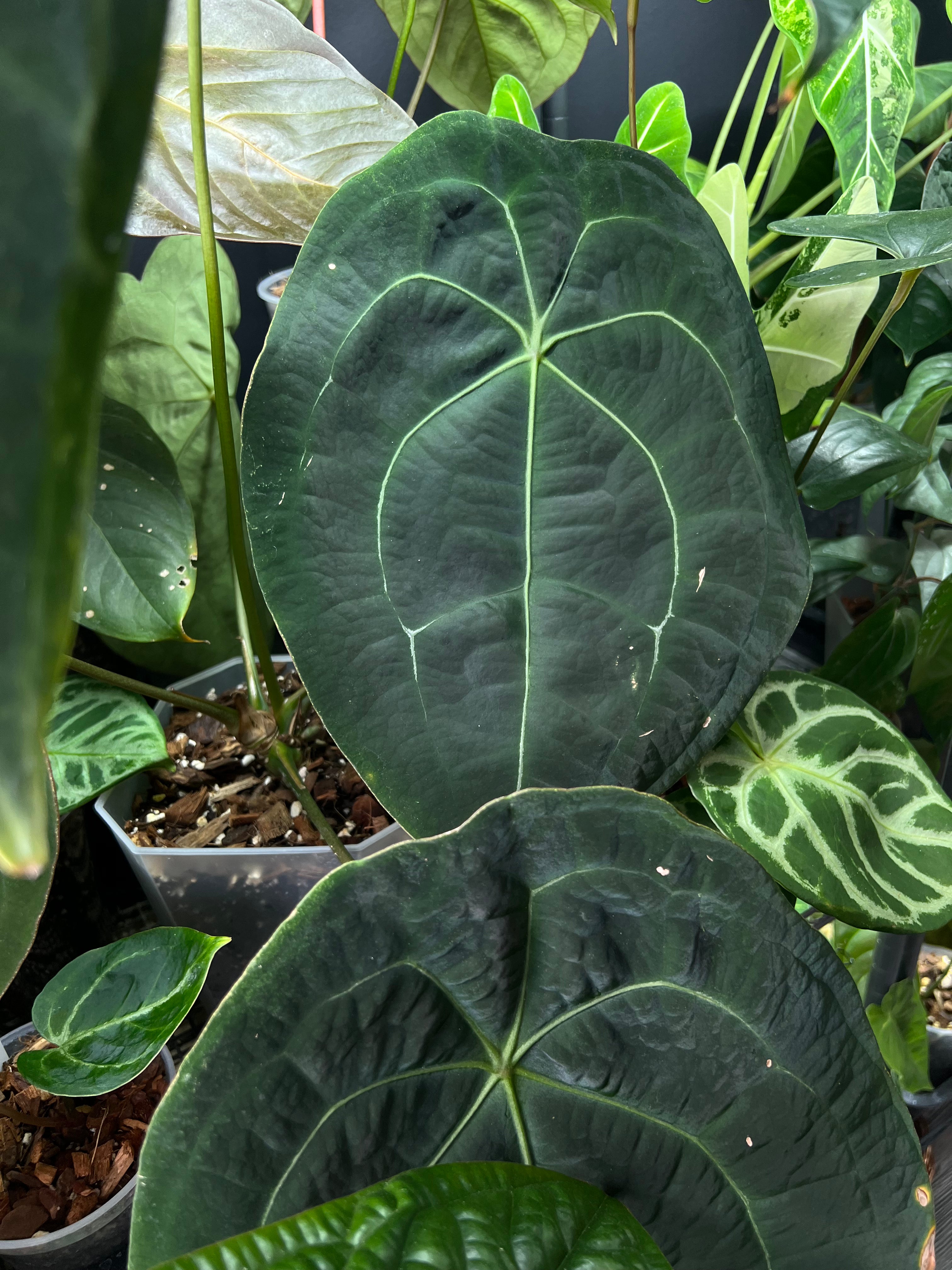 NFS: Anthurium Forgetii Dark Form #1 - SMUKHI