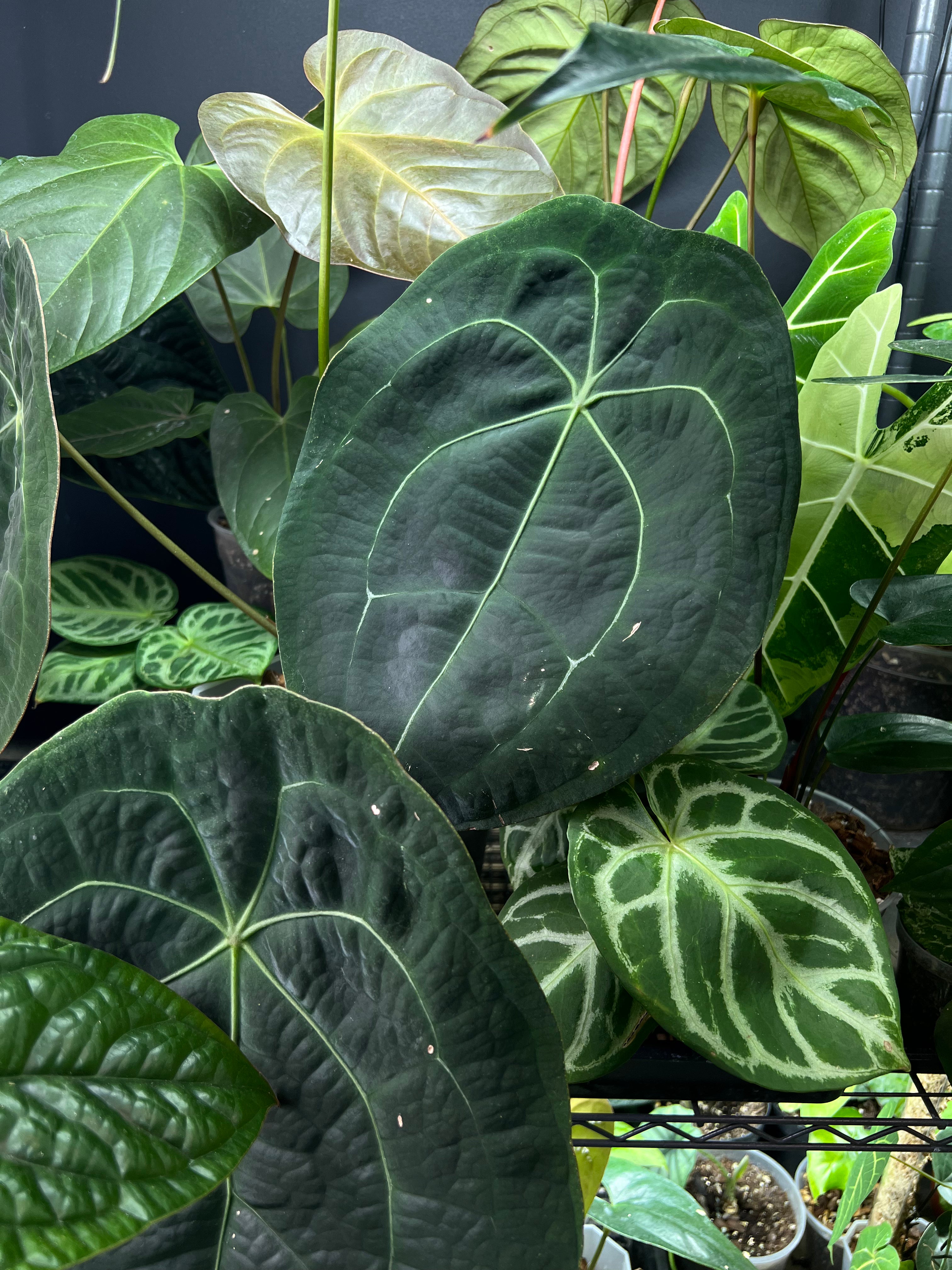 NFS: Anthurium Forgetii Dark Form #1 - SMUKHI