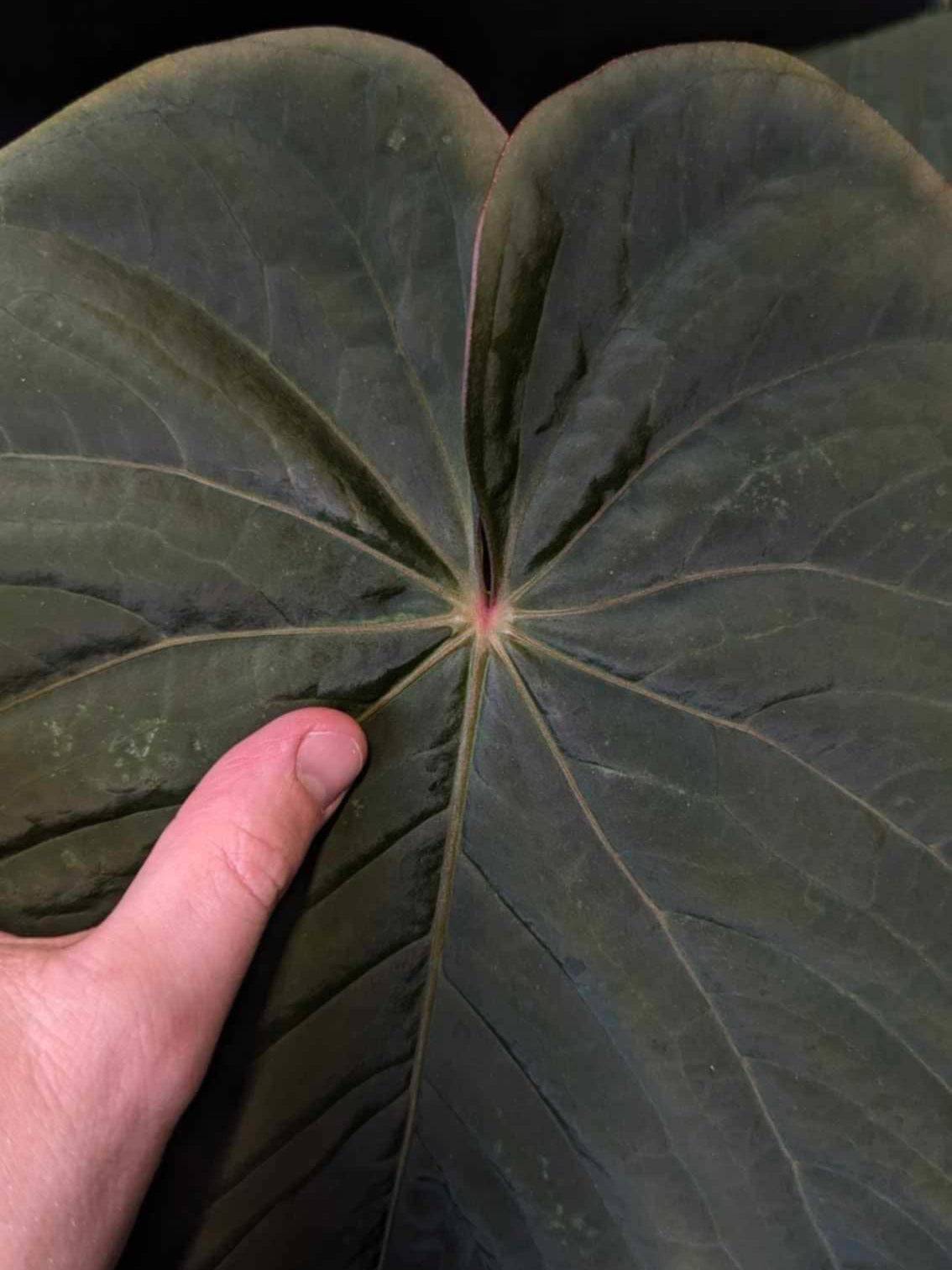 Anthurium BVEP ('Round' x RA1) x Kunayalense CC1 - SMUKHI