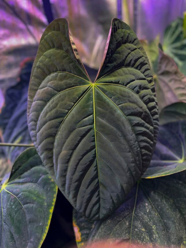 Anthurium (Kunayalense PM7 x Papillilaminum 'Swamp Bunny') x (Dressleri F2 x Carlablackiae 'Amanda')