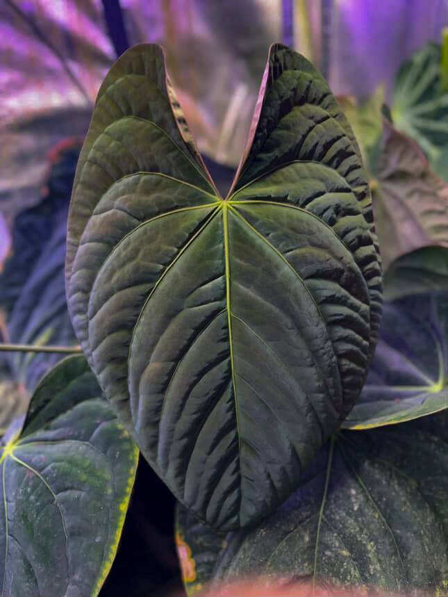 Anthurium (Kunayalense PM7 x Papillilaminum 'Swamp Bunny') x (Dressleri F2 x Carlablackiae 'Amanda') - SMUKHI