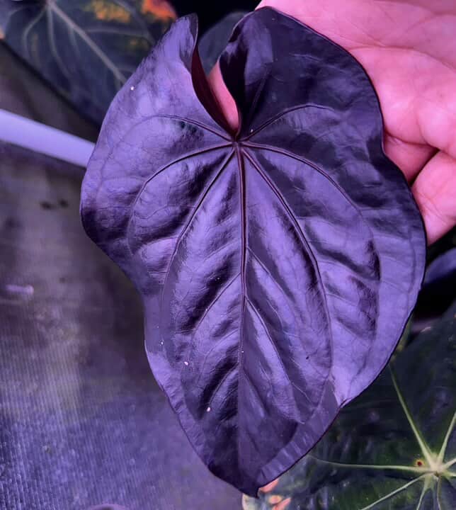 Anthurium (Kunayalense PM7 x Papillilaminum 'Swamp Bunny') x (Dressleri F2 x Carlablackiae 'Amanda')