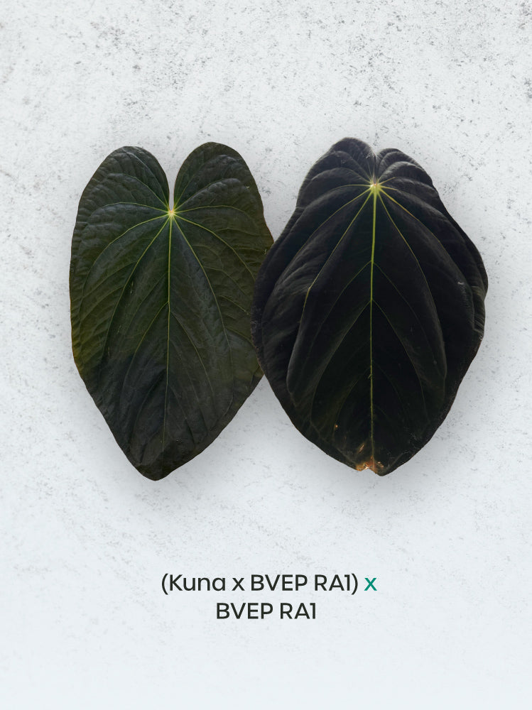 SMUKHI Anthurium plant with lush green leaves and vibrant spathes, hybrid Kunayalense x BVEP RA1 x BVEP RA1.