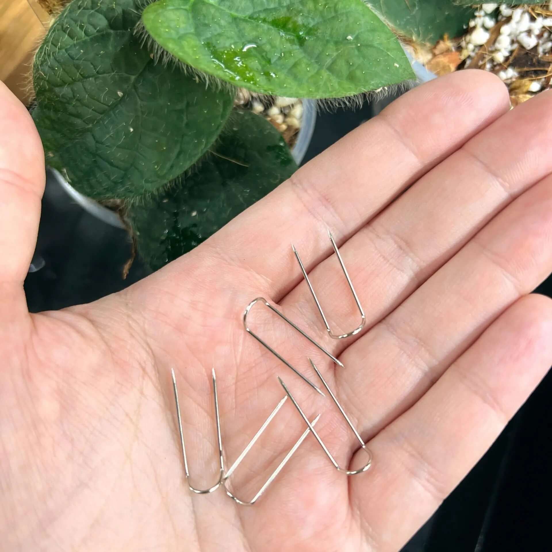 Metal Plant Pins for Moss Pole - Small Size - 5 pcs - SMUKHI