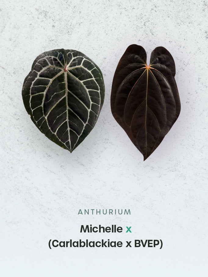 Anthurium Michelle x (Carlablackiae x BVEP)