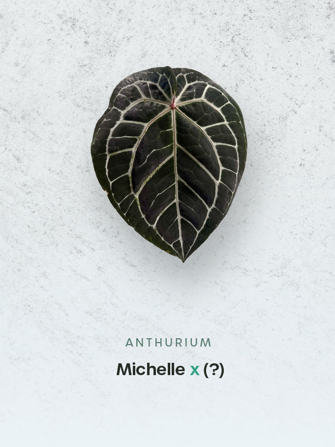 Anthurium Michelle x (?)