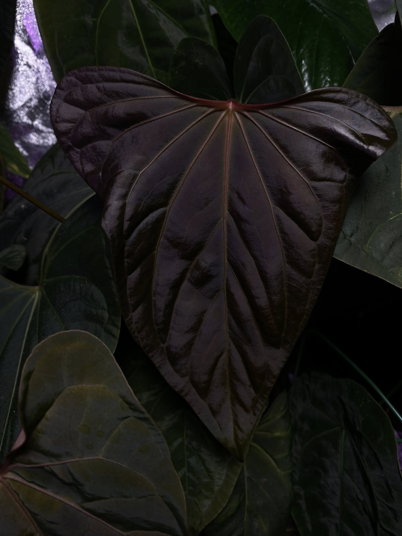 Anthurium Mr. Worldwide x sp. Nov DF