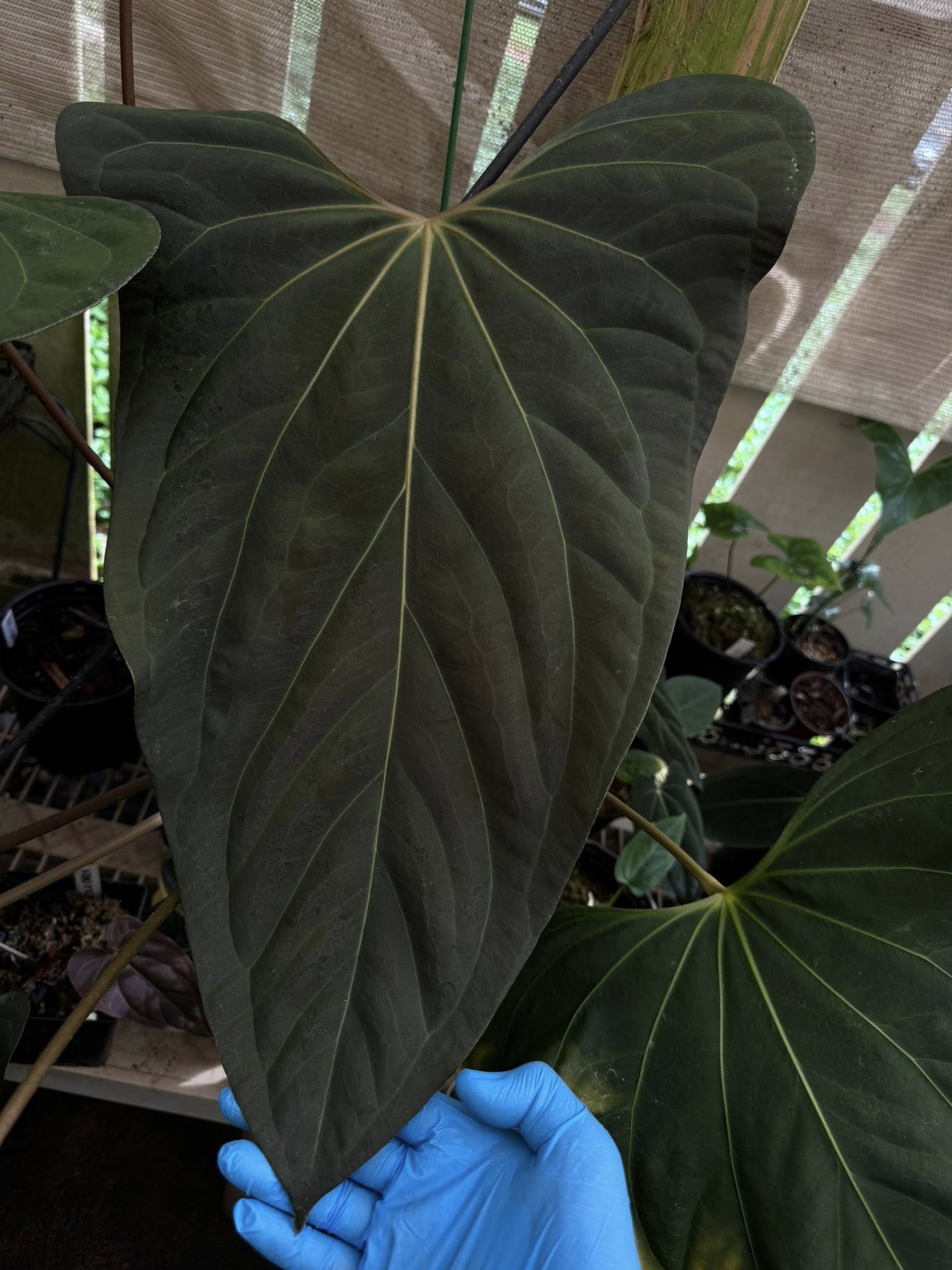 Anthurium Mr. Worldwide x sp. Nov DF