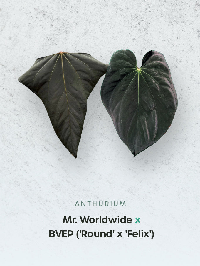Anthurium Mr. Worldwide #2 x BVEP (‘Round’ x ‘Felix’)