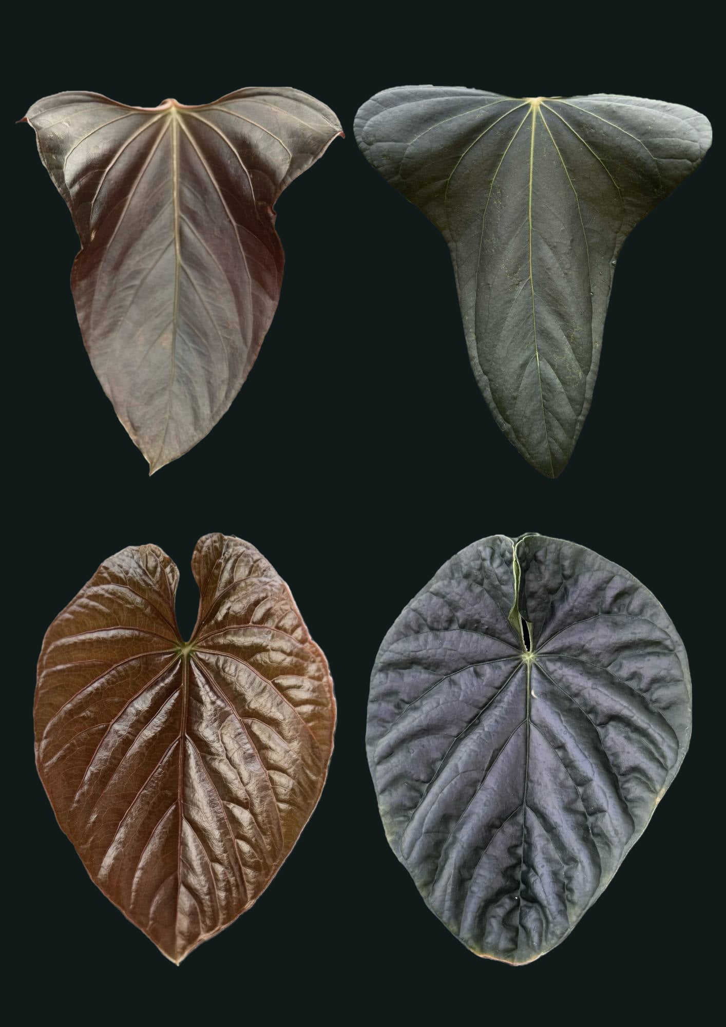 Anthurium Mr. Worldwide x Debilis