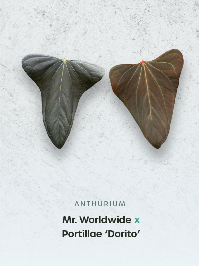 Anthurium Mr. Worldwide x Portillae ‘Dorito’