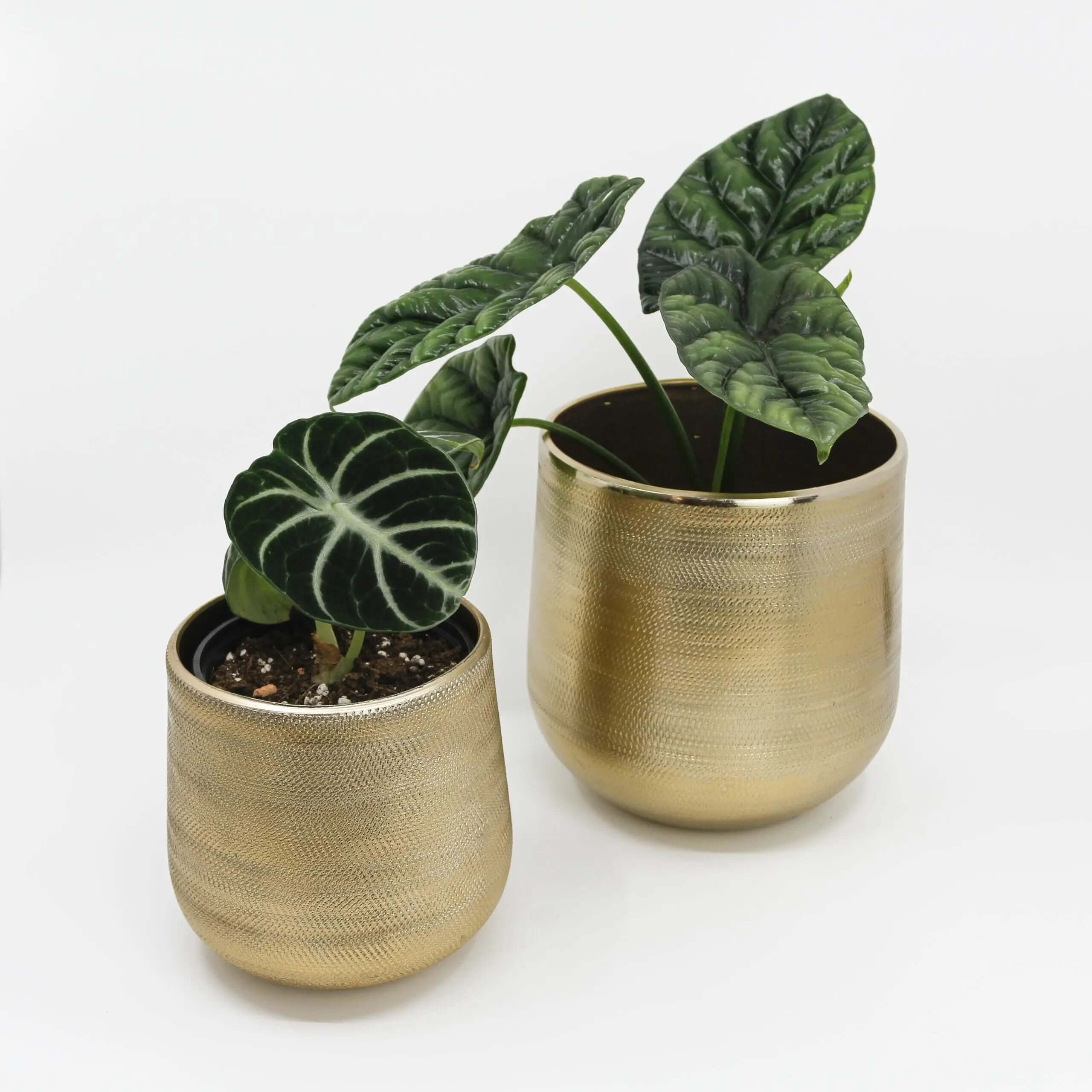 Gina Da - Plant Pot Neo Gold (D11) - SMUKHI