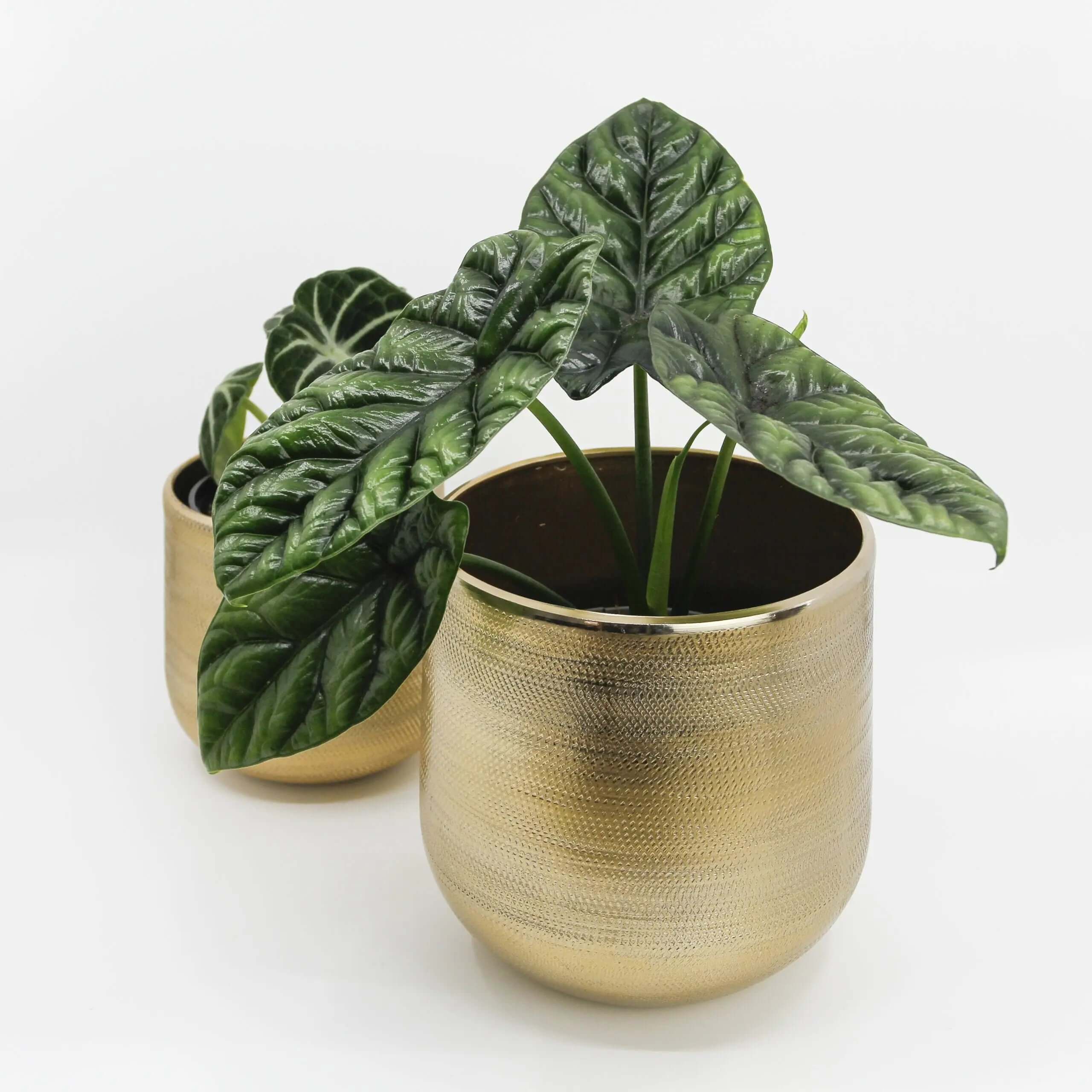 Gina Da - Plant Pot Neo Gold (D14) - SMUKHI