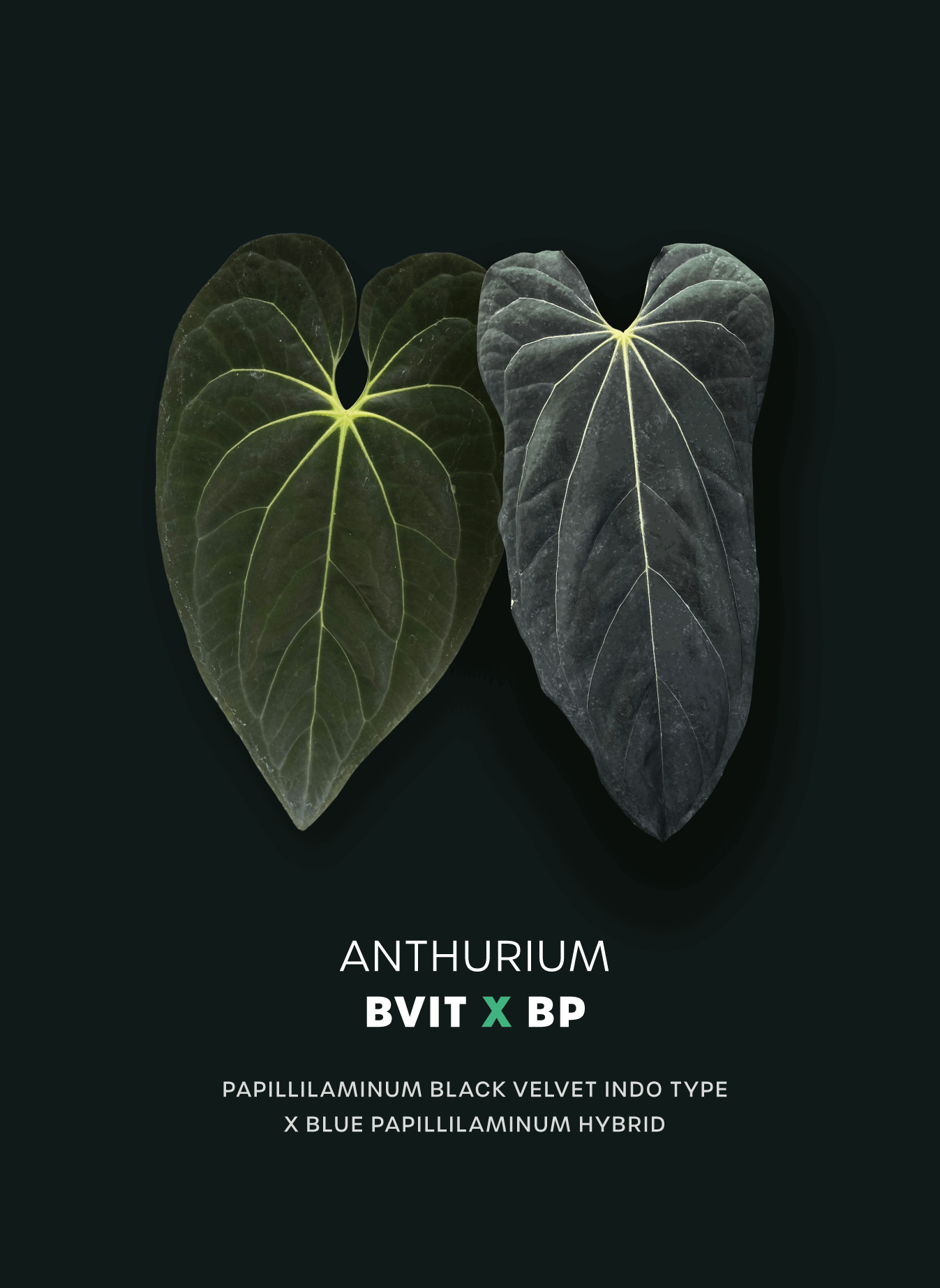 Anthurium 'BVIT' x Blue Papillilaminum - SMUKHI