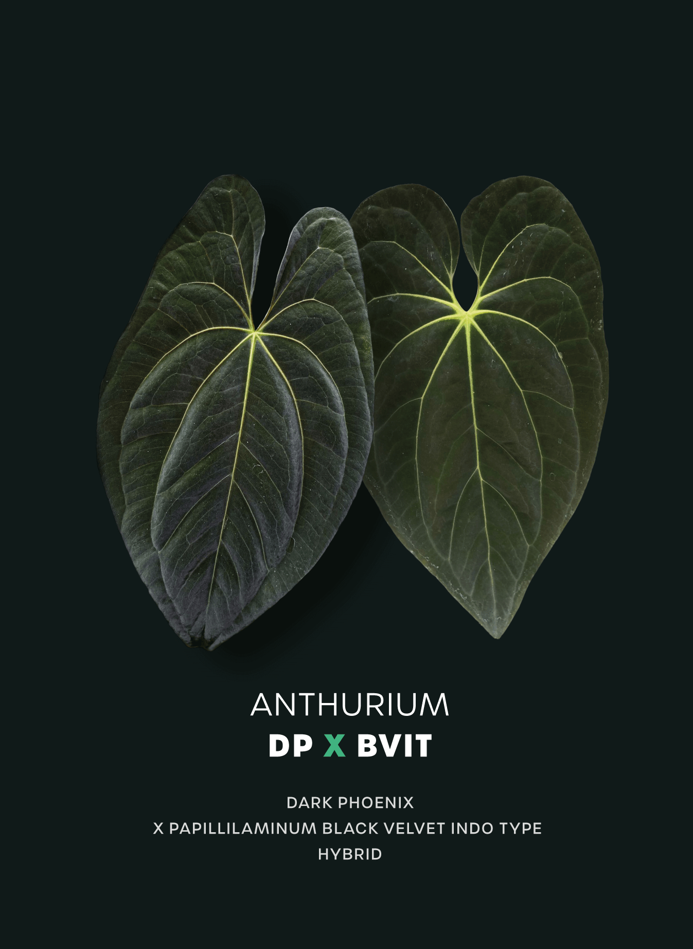 Anthurium Dark Phoenix x 'BVIT' - SMUKHI