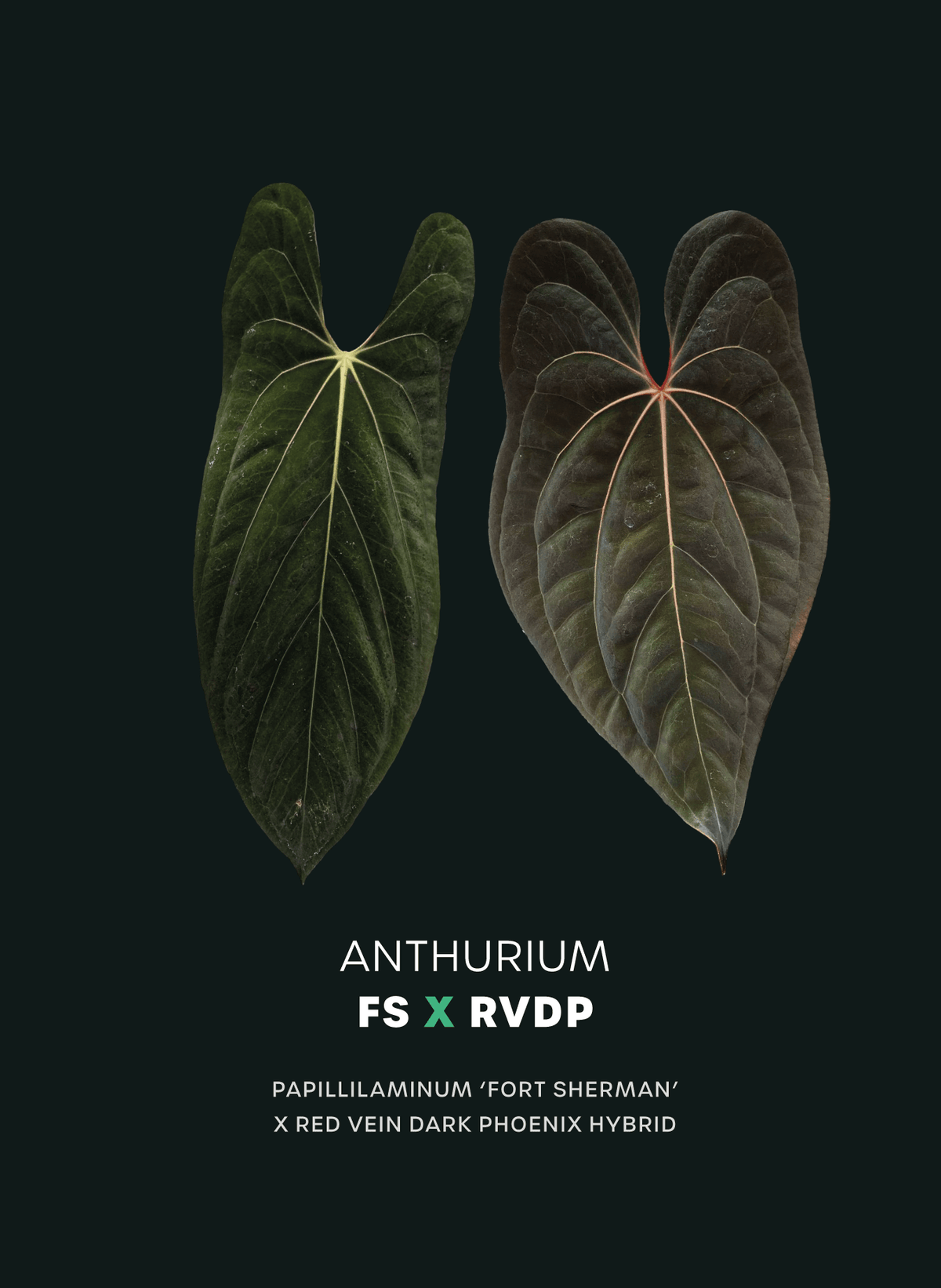 Anthurium Fort Sherman x Red Vein Dark Phoenix plant from SMUKHI, showcasing dark green leaves with striking red-veined foliage.