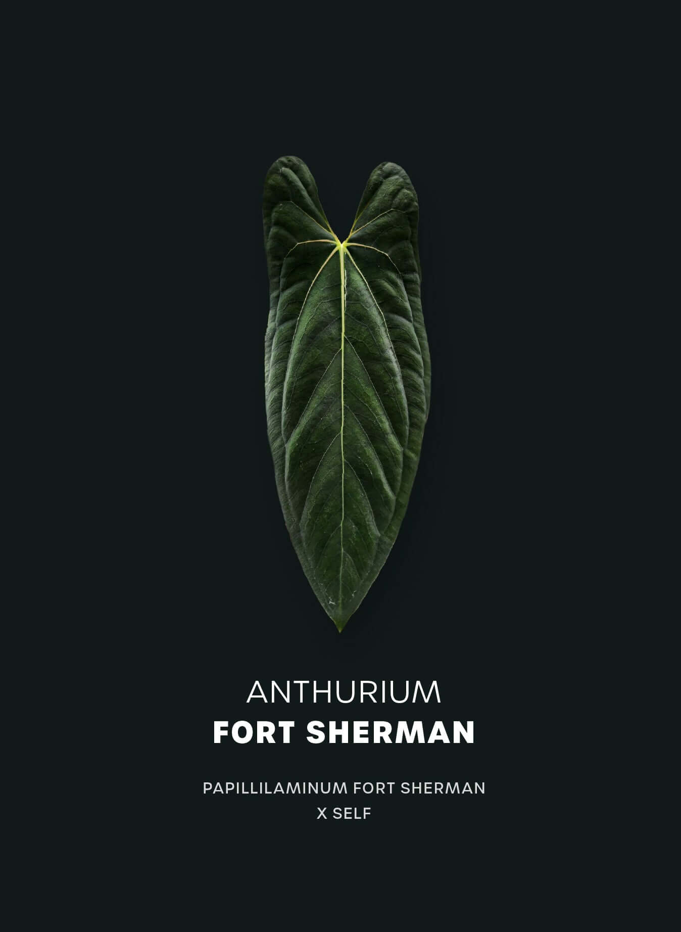 Anthurium Papillilaminum Fort Sherman - Seedlings - SMUKHI