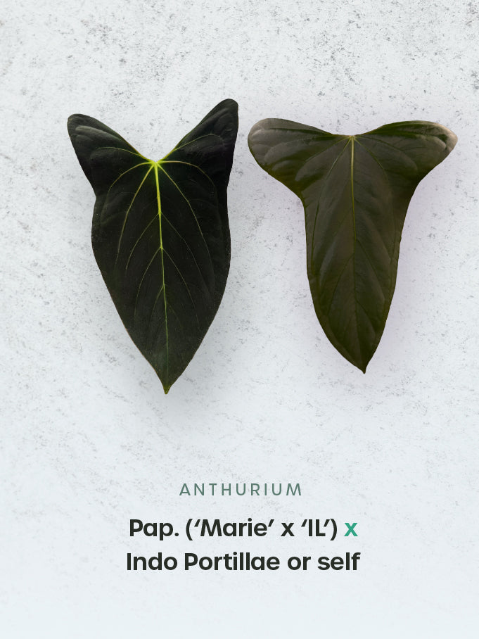 Pap-Marie-x-IL-x-Indo-