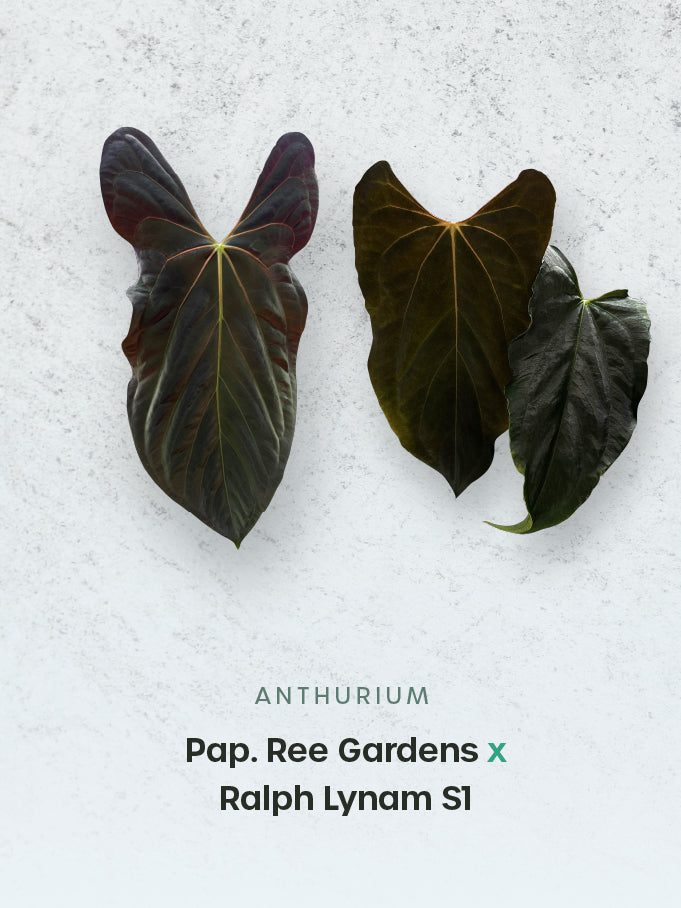 Anthurium Papillilaminum Ree Gardens x Ralph Lynam S1