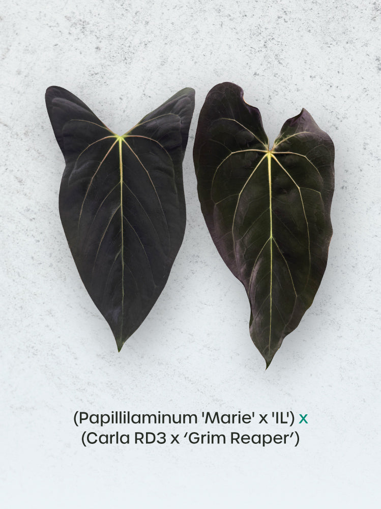 Close-up of a lush Anthurium plant with glossy green and dark foliage, showcasing its vibrant, decorative leaves.