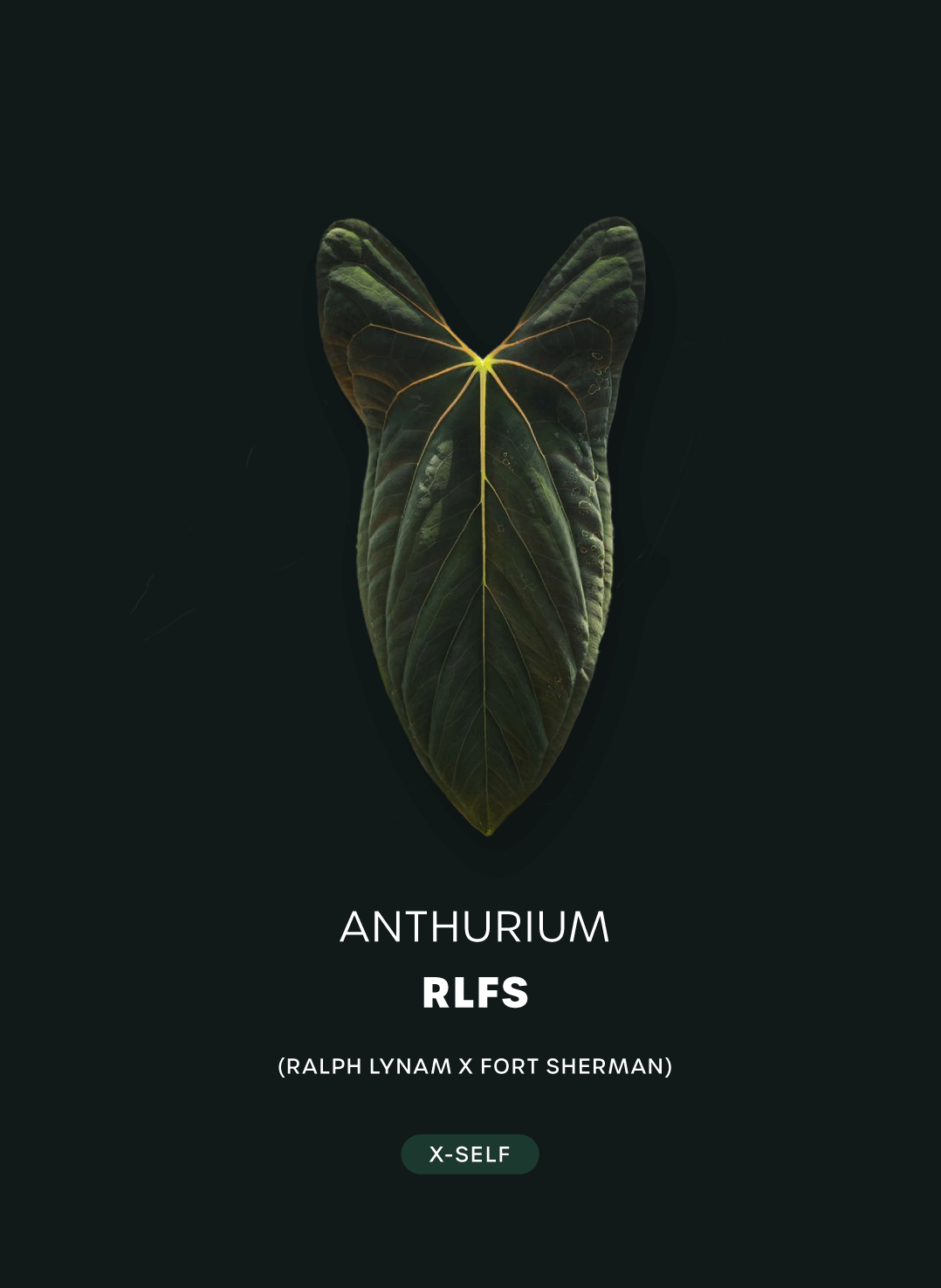 Anthurium RLFS x self - Seeds
