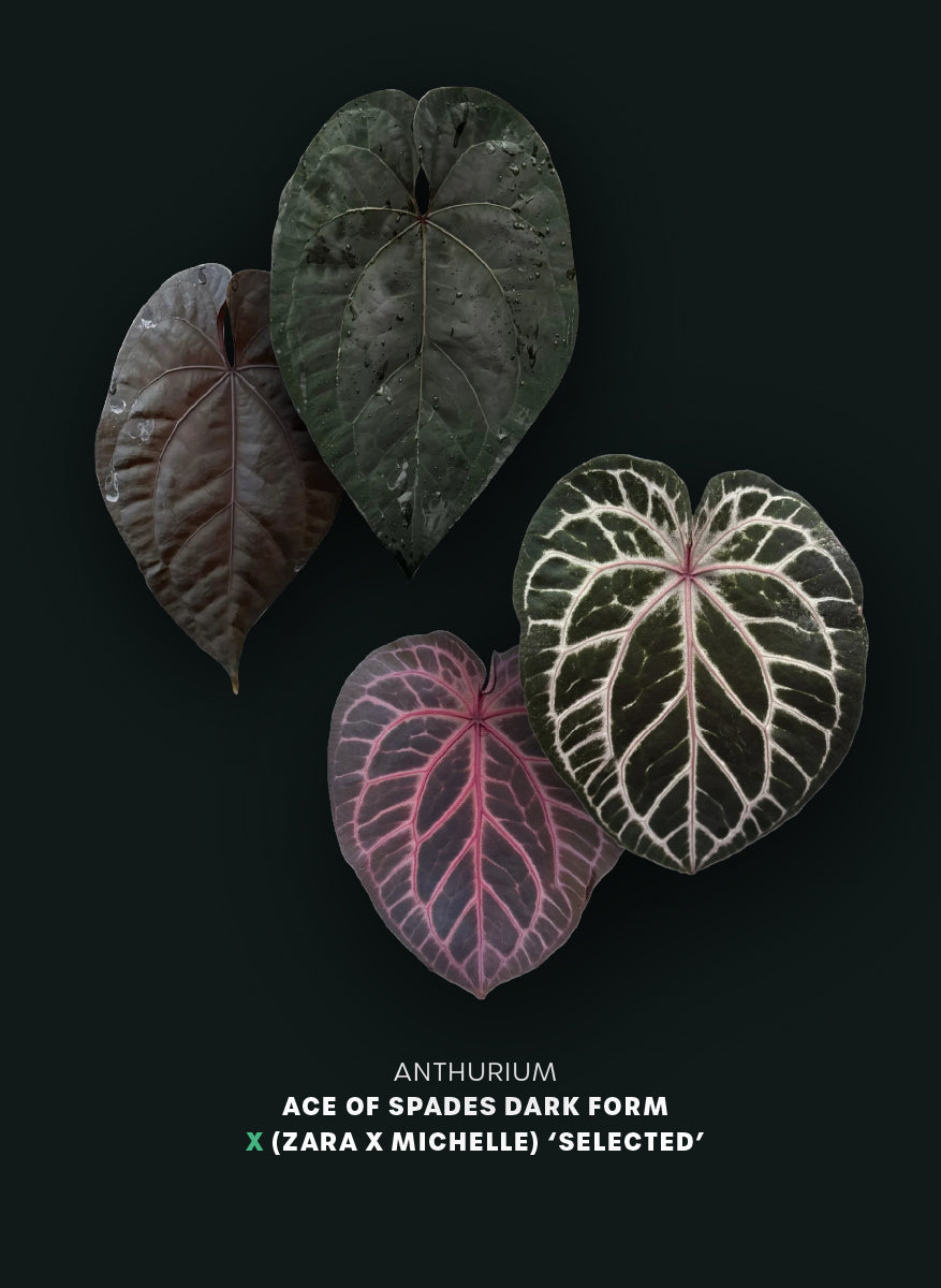Anthurium Ace of Spades Dark Form x (Zara x Michelle) 'Selected' - Pre-order