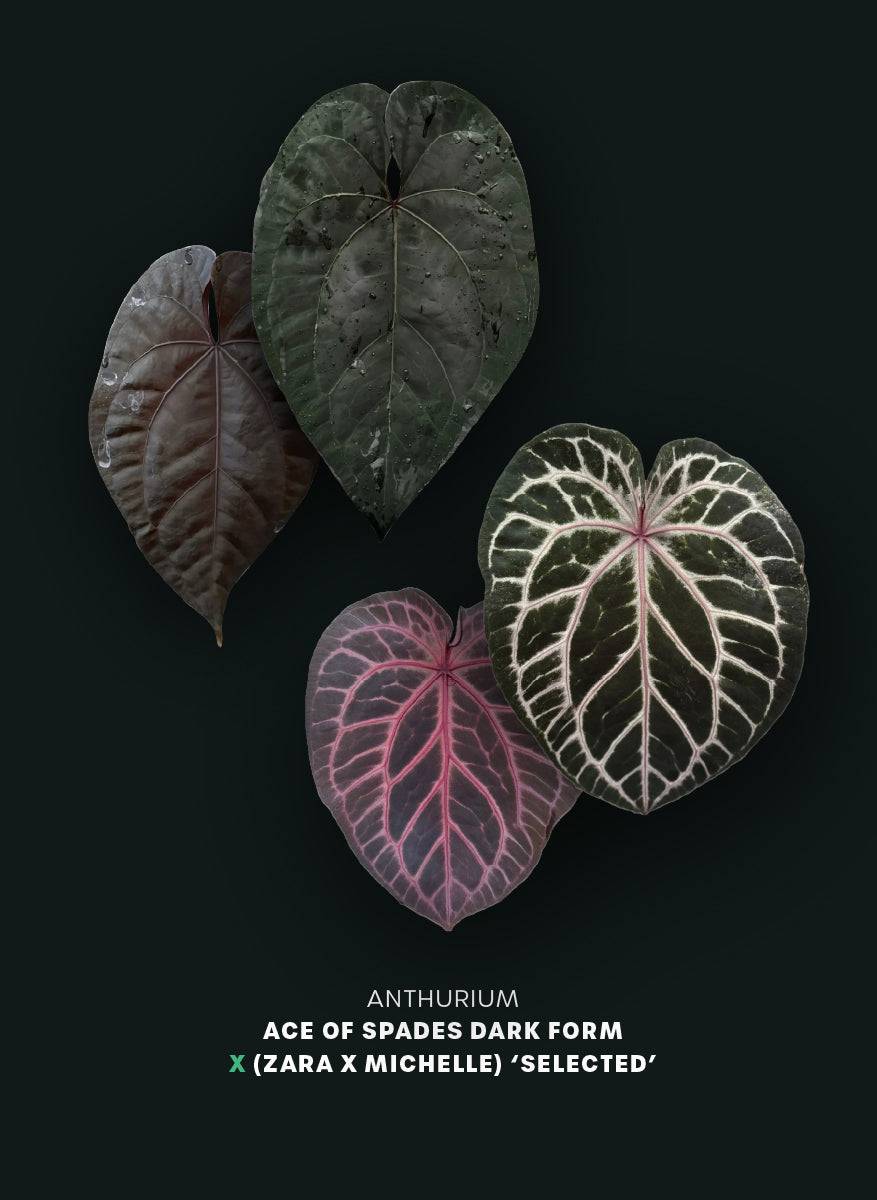 Anthurium Ace of Spades Dark Form x (Zara x Michelle) 'Selected' - Pre-order - SMUKHI