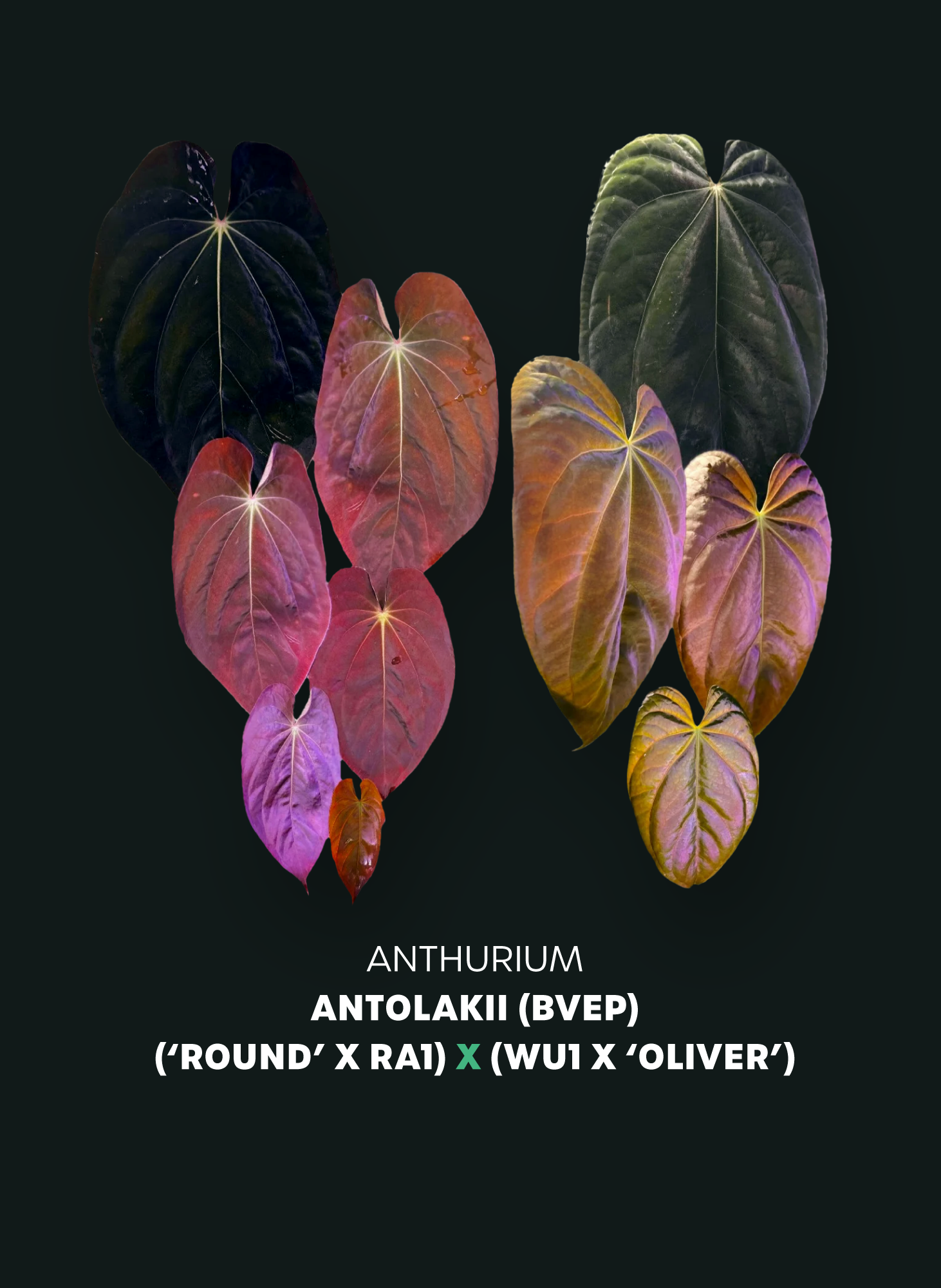 Anthurium BVEP ('Round' x RA1) x (WU1 x 'Oliver')