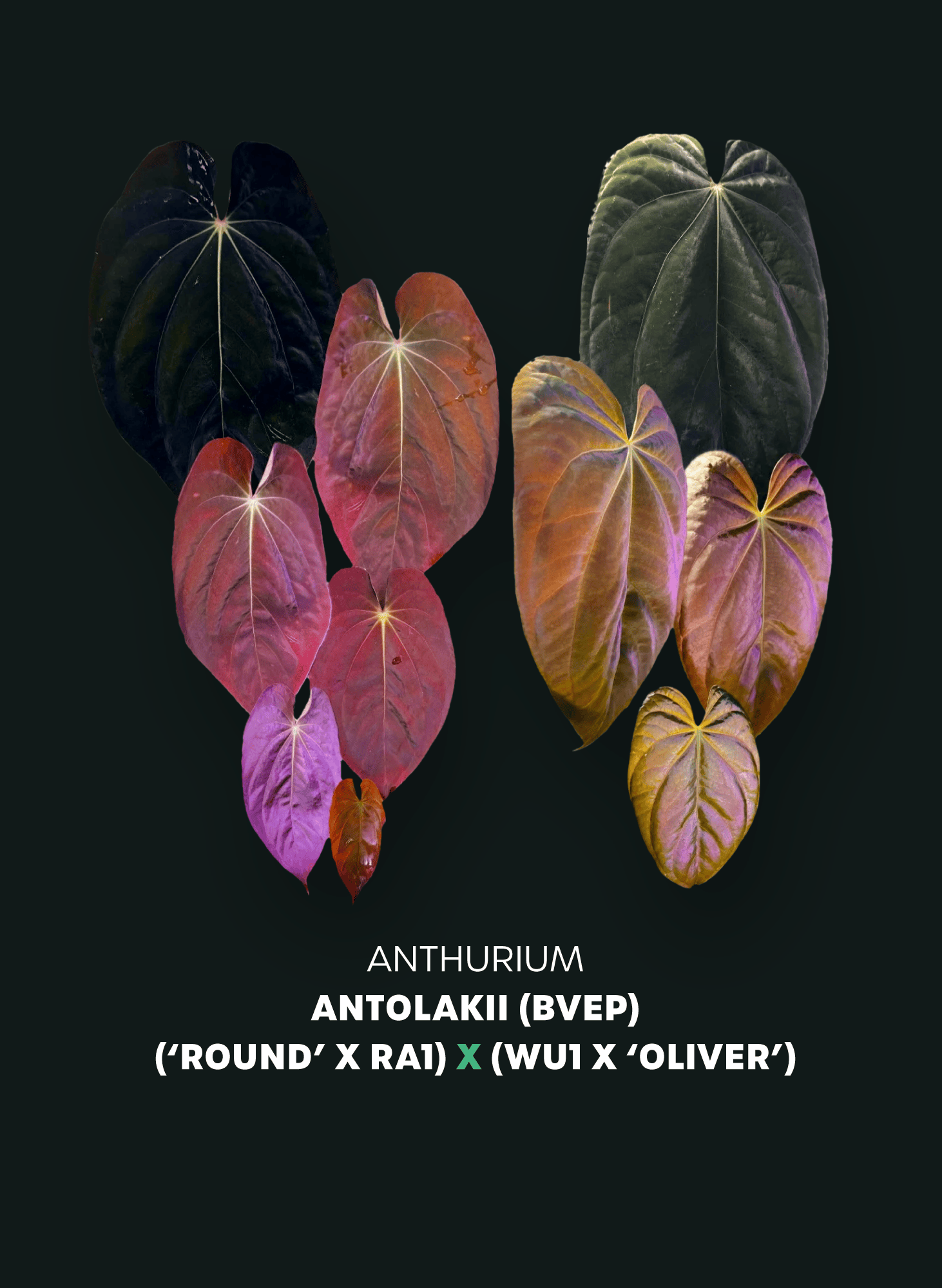 Anthurium BVEP ('Round' x RA1) x (WU1 x 'Oliver') - SMUKHI