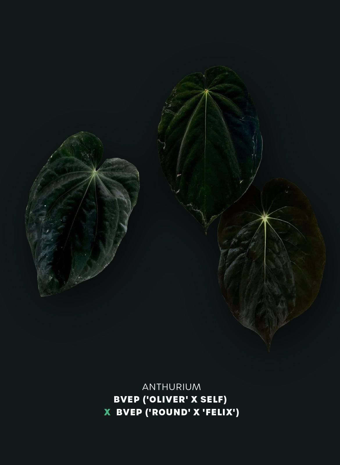 Anthurium BVEP ('Oliver' x self) x (‘Round' x 'Felix') - SMUKHI