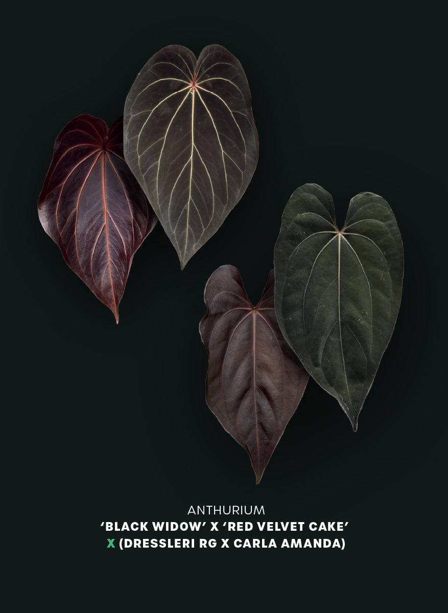 Anthurium (Black Widow x Red Velvet Cake) x (Dressleri RG x Carlablackiae 'Amanda') - SMUKHI