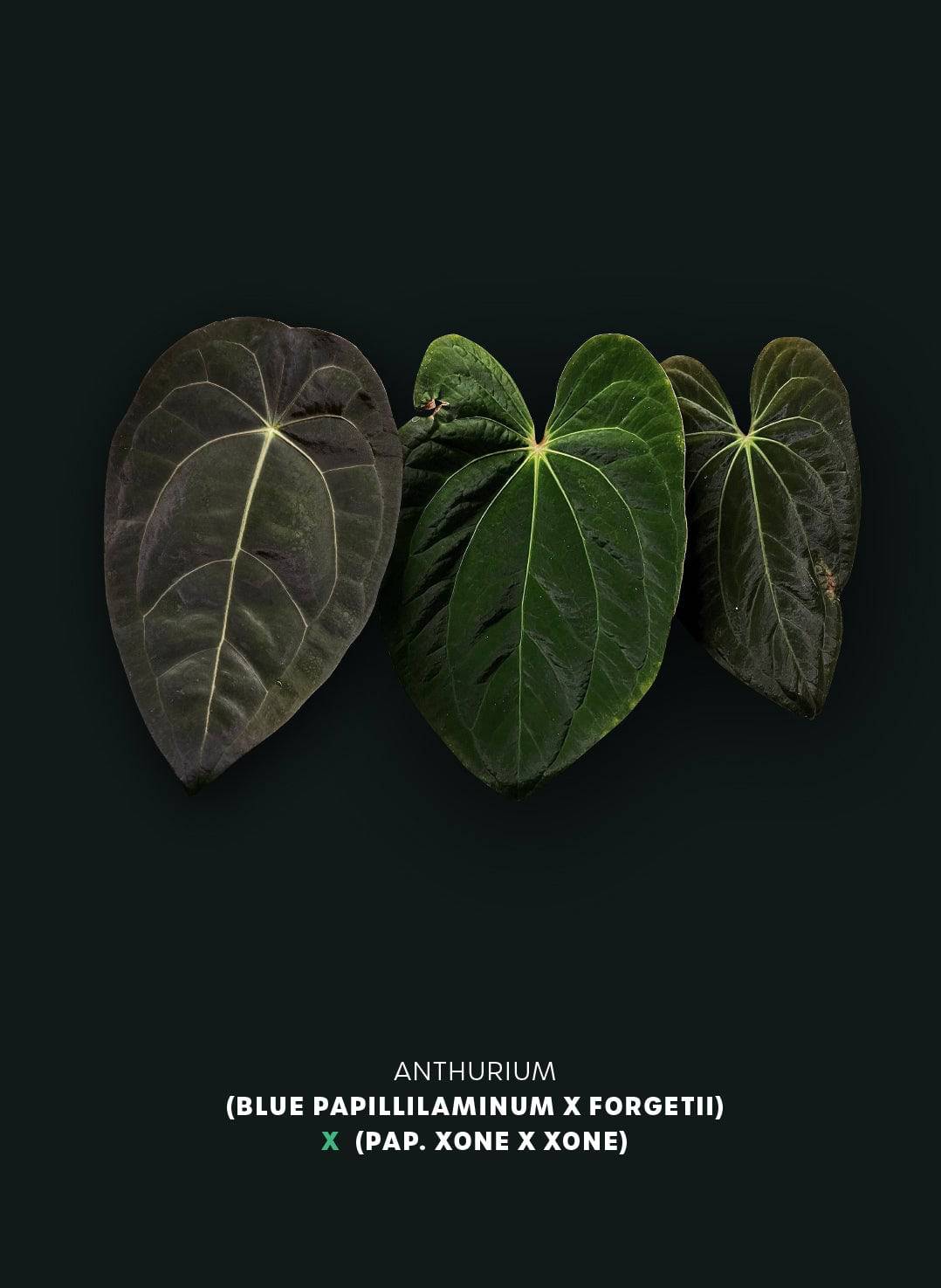 Anthurium (Blue Papillilaminum x Forgetii) x (Papillilaminum XOne x XOne) - SMUKHI