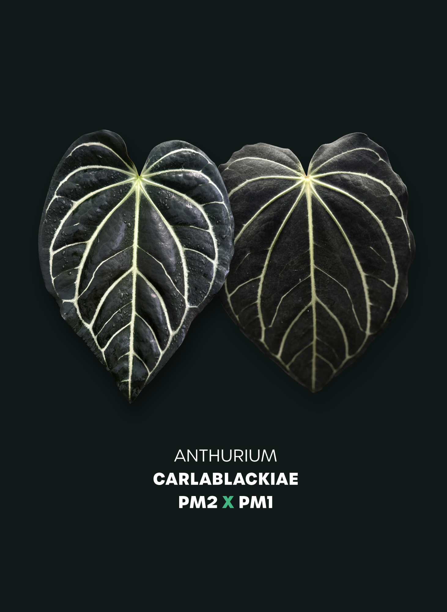 Anthurium Carlablackiae PM2 x PM1 (pre-order)