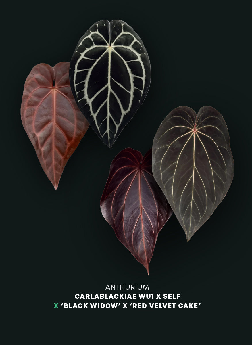 Anthurium (Carlablackiae WU1 x self) x (Black Widow x Red Velvet Cake) - Pre-order