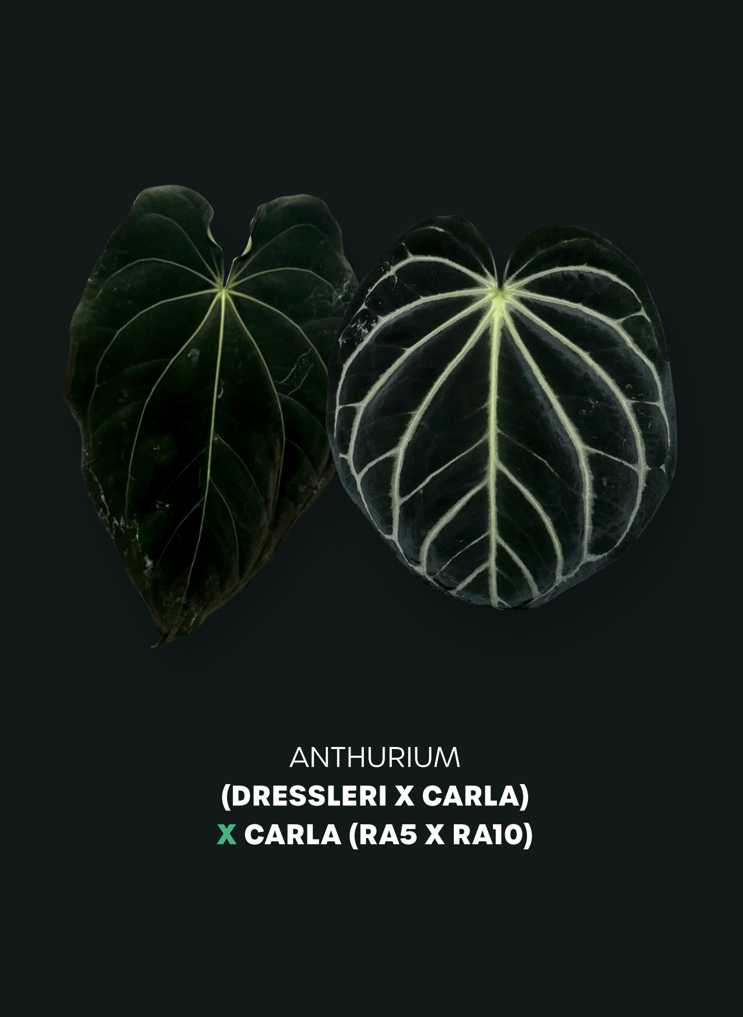 Anthurium (Dressleri x Carlablackiae) x Carlablackiae (RA5 x RA10) - SMUKHI