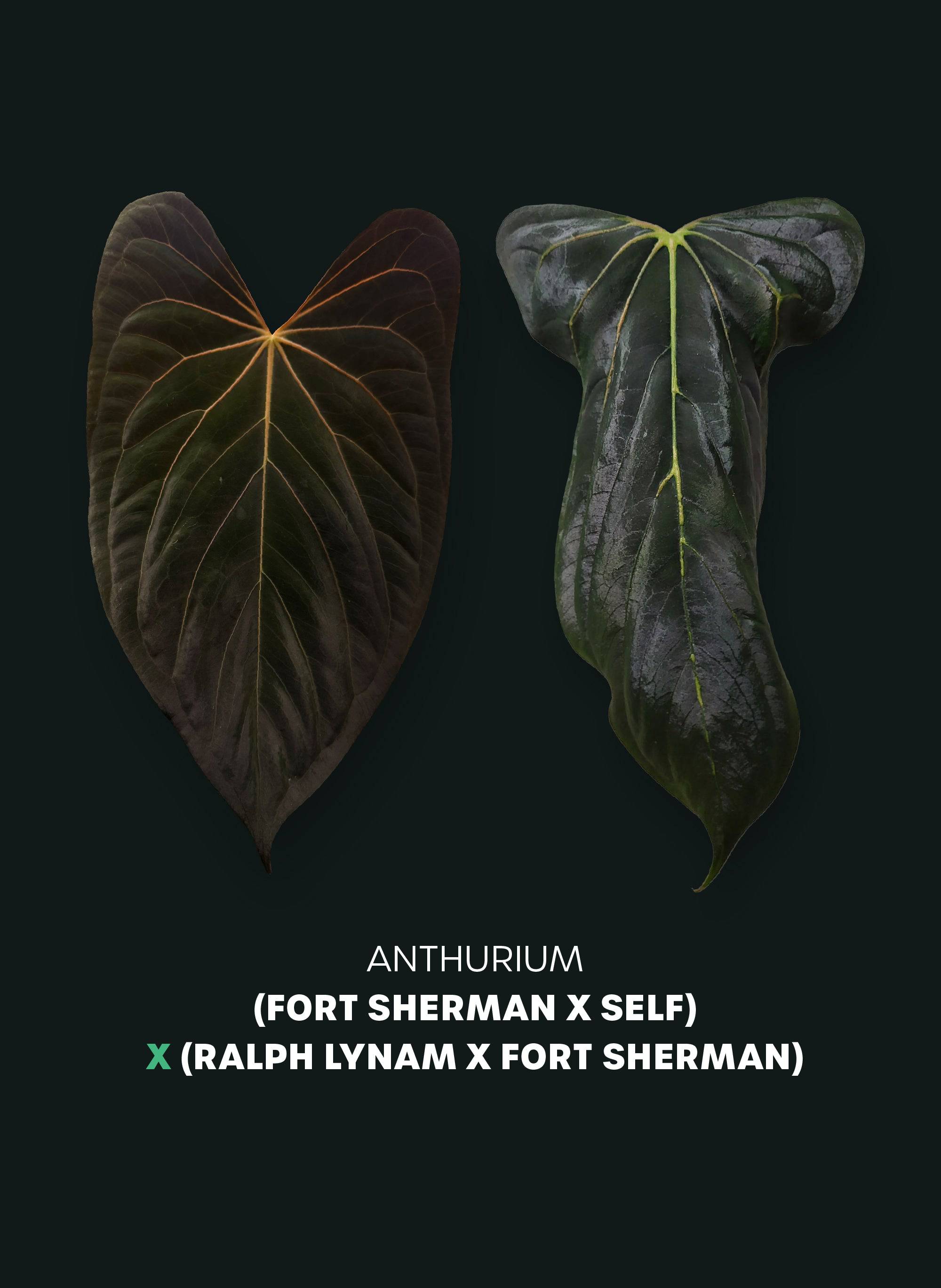 Anthurium (Fort Sherman x self) x (Ralph Lynam x Fort Sherman) - Seedlings - SMUKHI