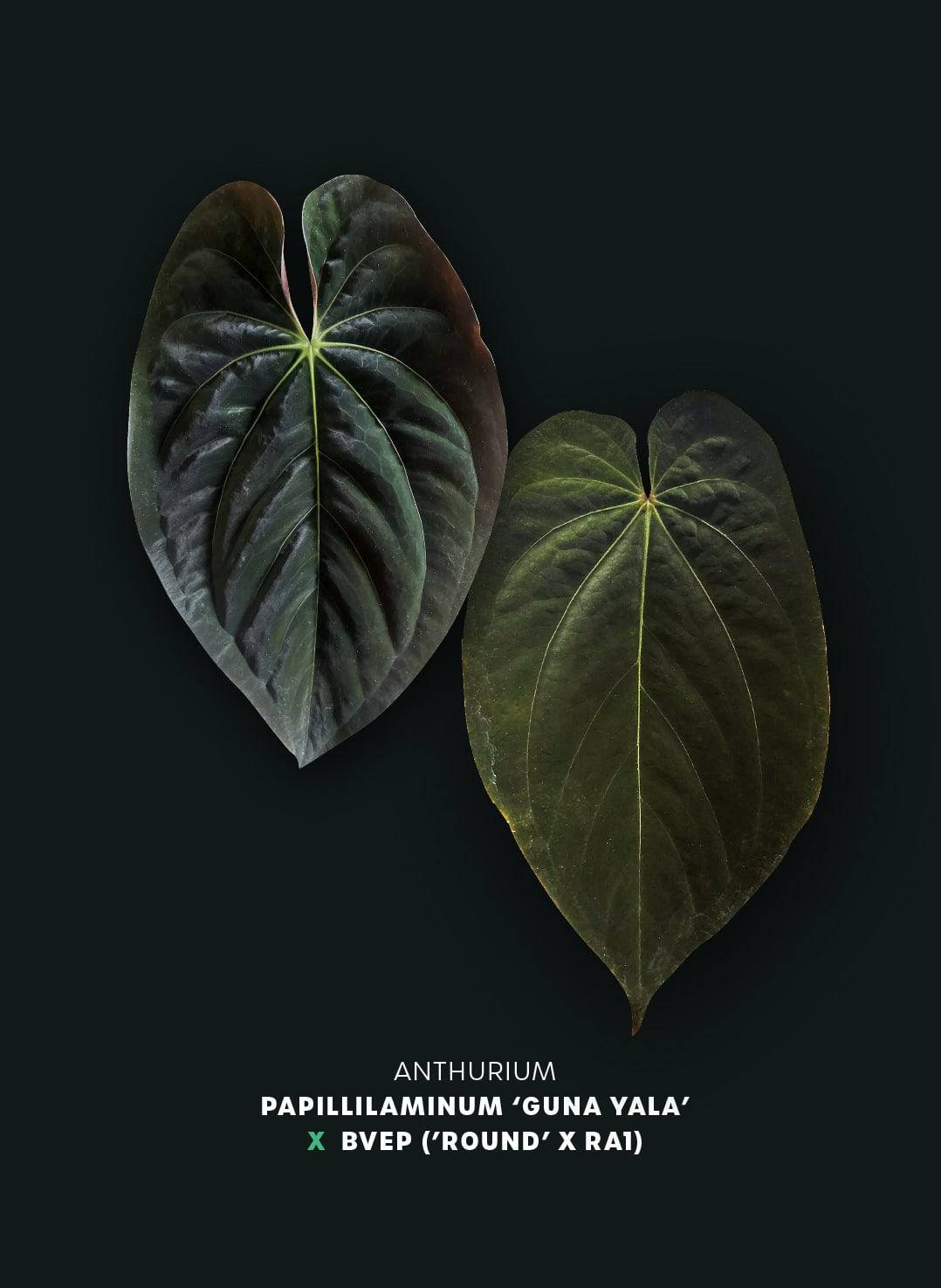 Anthurium Papillilaminum 'Guna Yala' x BVEP (‘Round’ x RA1) - SMUKHI