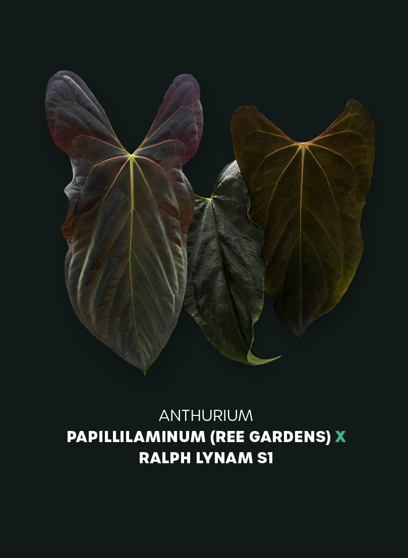 Anthurium Papillilaminum Ree Gardens x (Ralph Lynam x self)