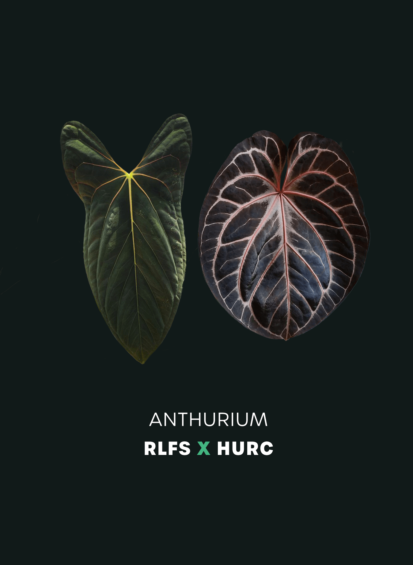 Anthurium RLFS x HURC