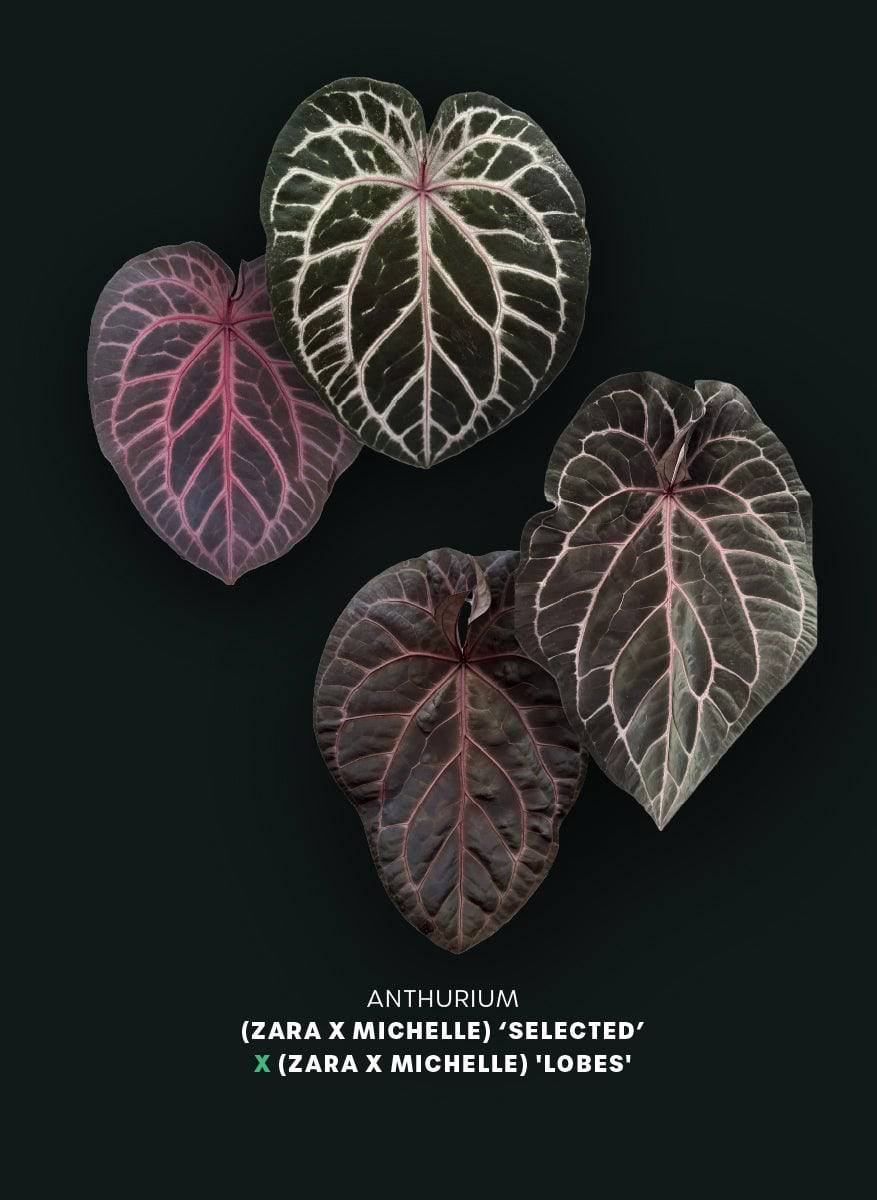 Anthurium (Zara x Michelle) 'Selected' x (Zara x Michelle) 'Lobes' - SMUKHI