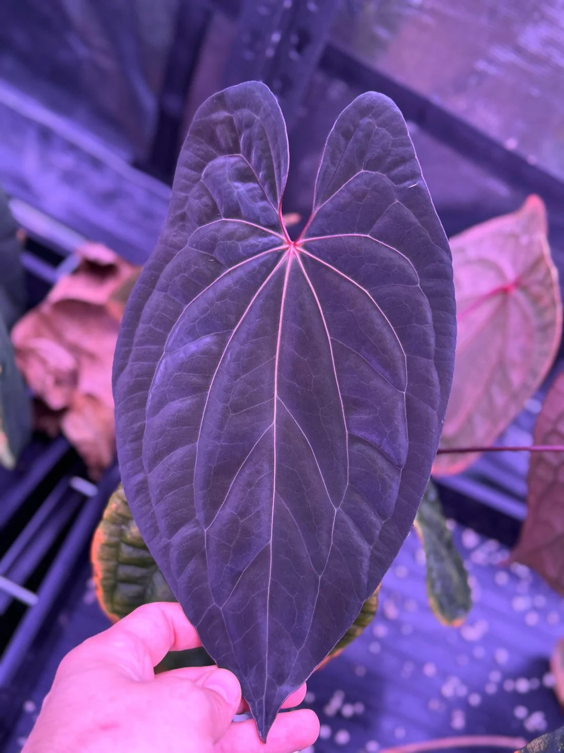 Anthurium Red Vein Dark Phoenix x BVEP RA1