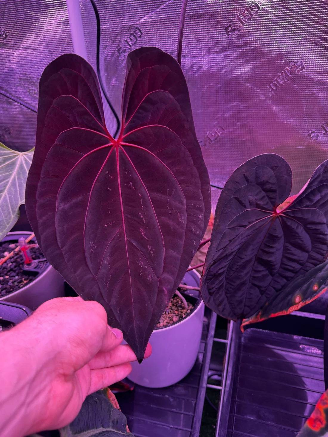 Anthurium Red Vein Dark Phoenix x BVEP RA1 - SMUKHI