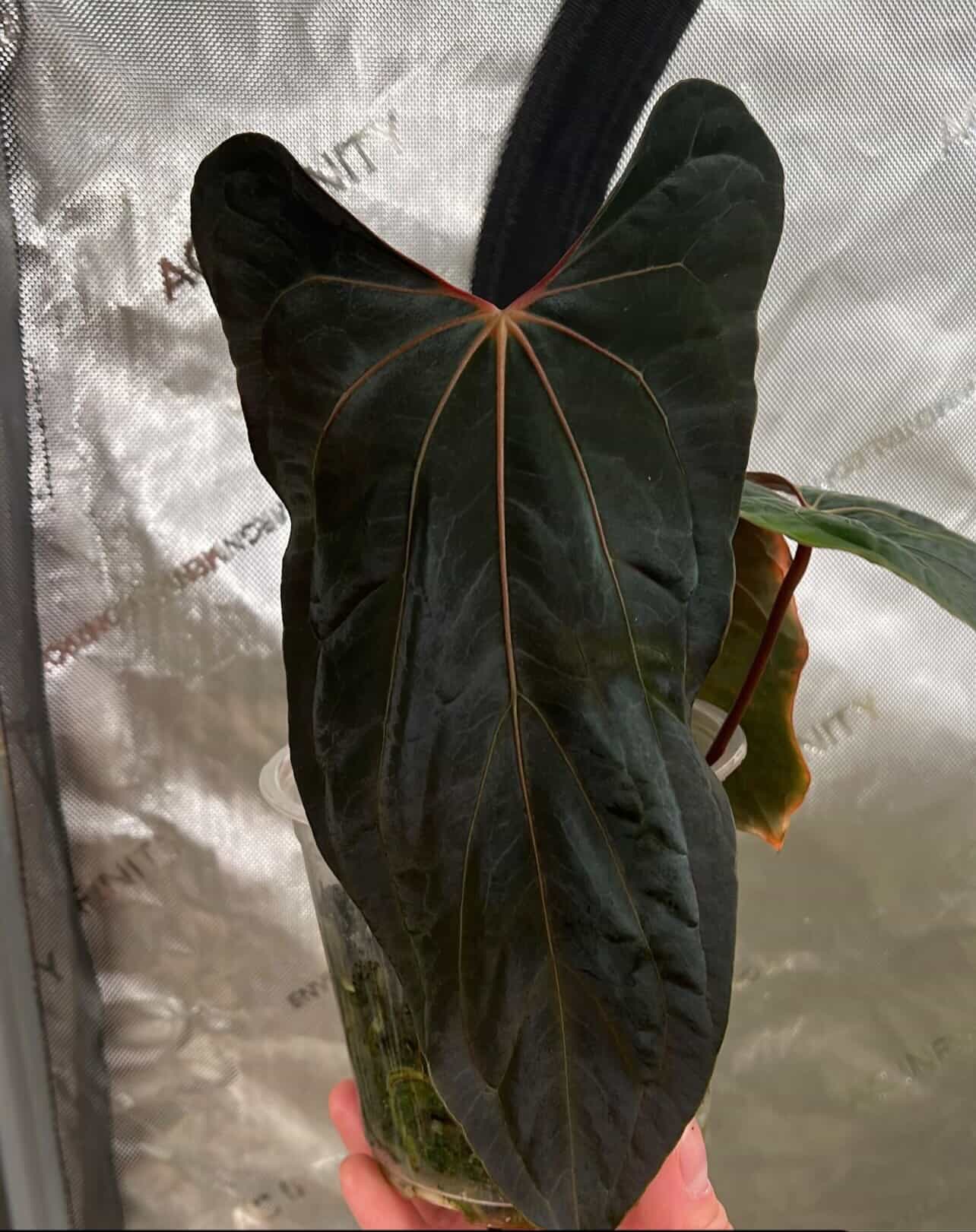 Anthurium Fort Sherman x Ralph Lynam S1 - SMUKHI