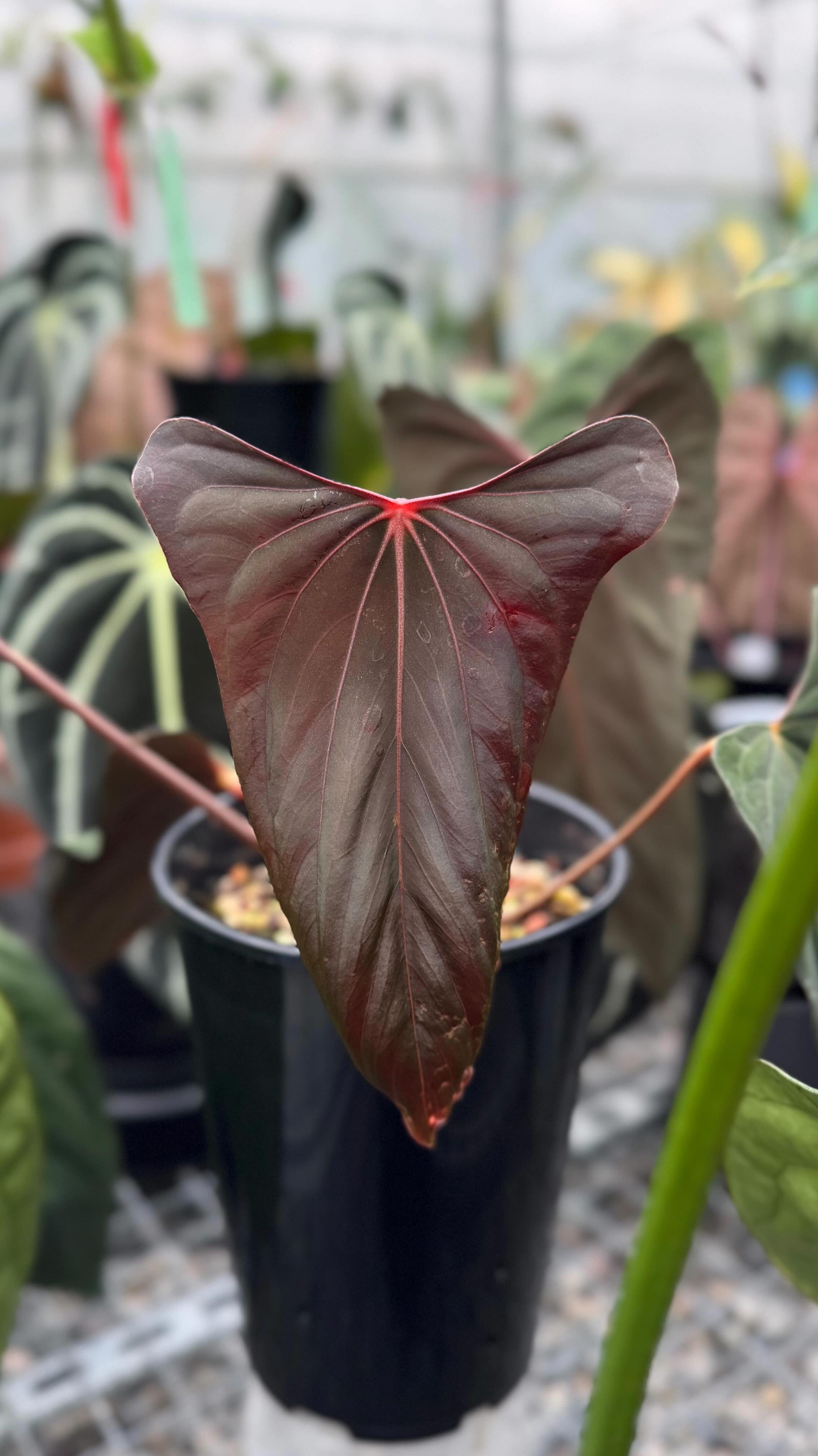 Variegated Stingray Anthurium ‘Eyewall’ x RLxFS plant with vibrant green and white variegated leaves, shown in a close-up image.