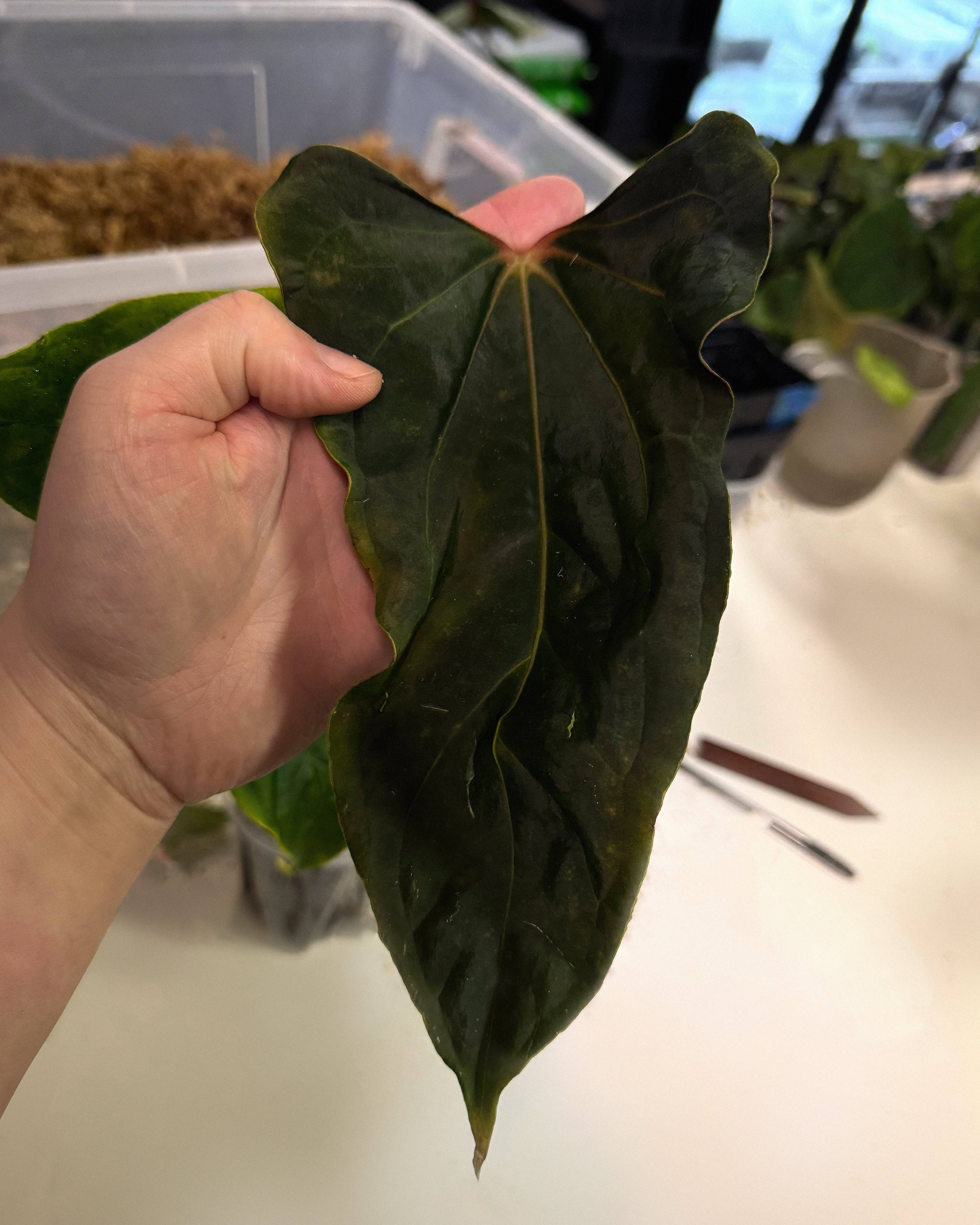 Smukhi Anthurium Ralph Lynam S1 plant clone with glossy green leaves and vibrant red spathes, displayed in a pot.