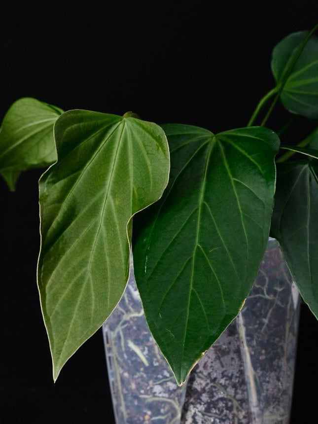 Anthurium Rioclaroense WH x RLxFS 'Rouge' plant by Mathiux Aroid, featuring glossy green leaves and vibrant red spathes.