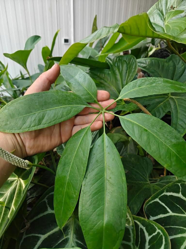 Anthurium Eminens S1